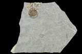 Fossil Ammonite (Promicroceras) - Lyme Regis #110723-1
